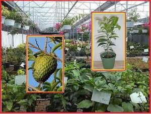 Le plant et le fruit de graviola corossol bio