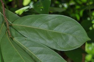 La feuille de l'anone ou graviola corossol est un anticancer puissant