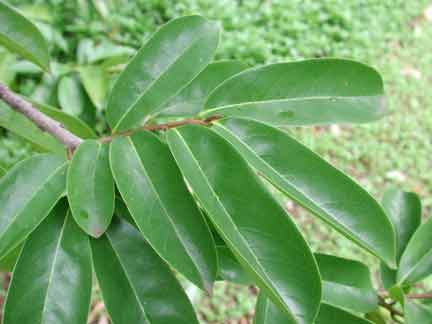 Annona muricata - Corossolier - Graviola corossol