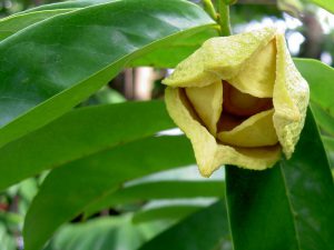 Le fleur et la feuille anticancer du graviola corossol