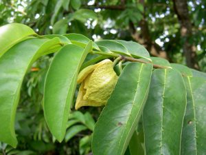 La feuille de graviola corossol un anticancer naturel puissant