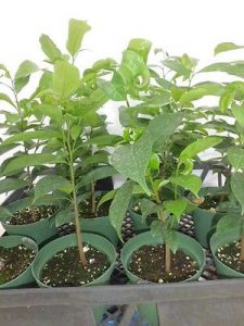 Le graviola corossol peut être cultivé en pot, ça feuille est un anticancer puissant