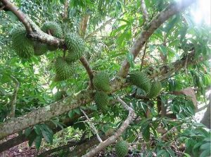 Le fruit de graviola et surtout ça feuille un anticancer naturel puissant